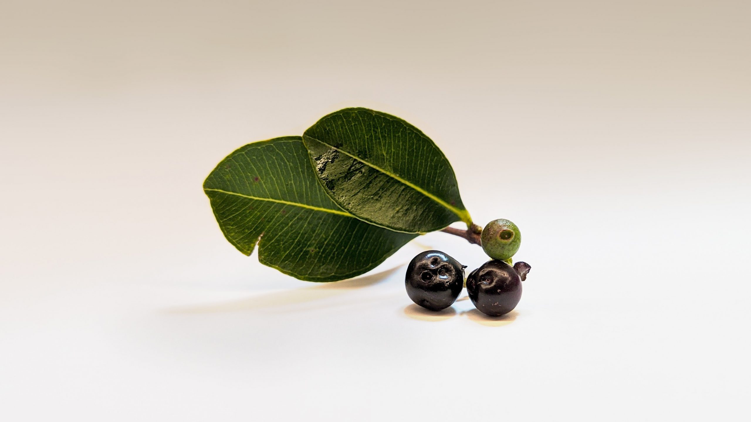 Nature’s Answer® Introduces Innovative Sambucus + Probiotic Duo Cap image