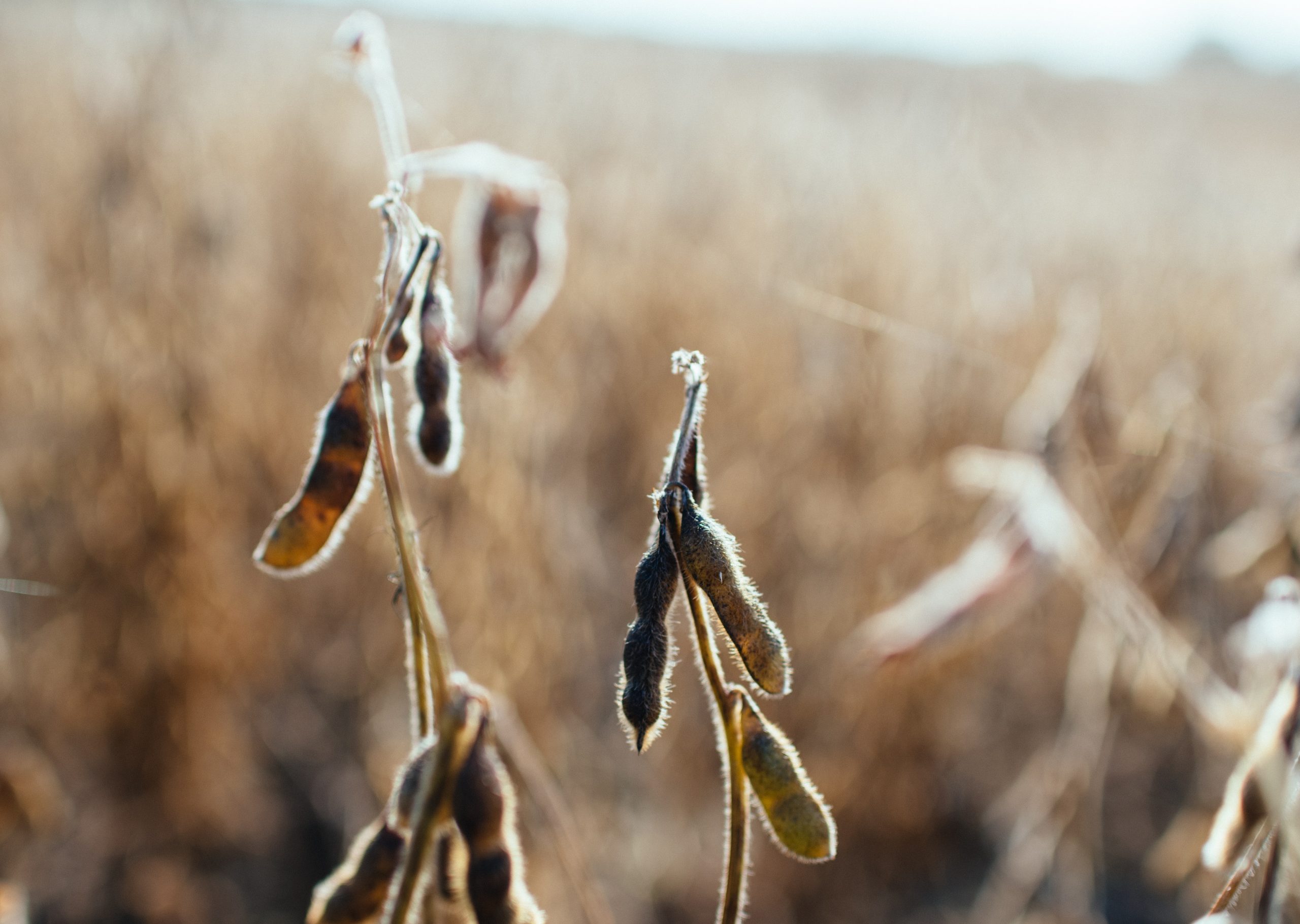 Blog page Image kelly-sikkema-yntEERed0SY-unsplash
